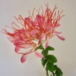 SPINY SPIDER | PINK | 85 CM