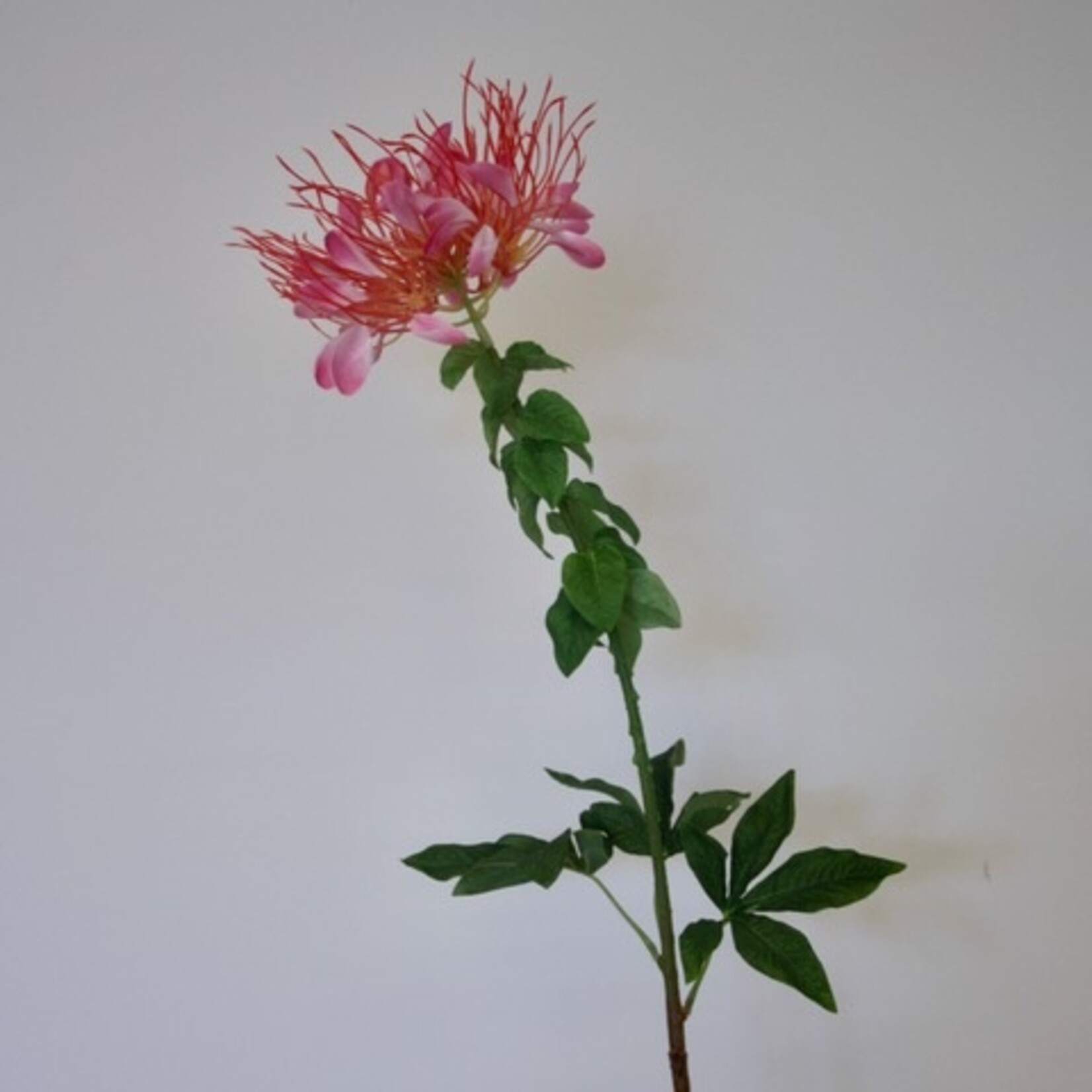 KATTENSNOR | ROZE | 85 CM