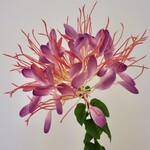 KATTENSNOR | FUCHSIA | 85 CM