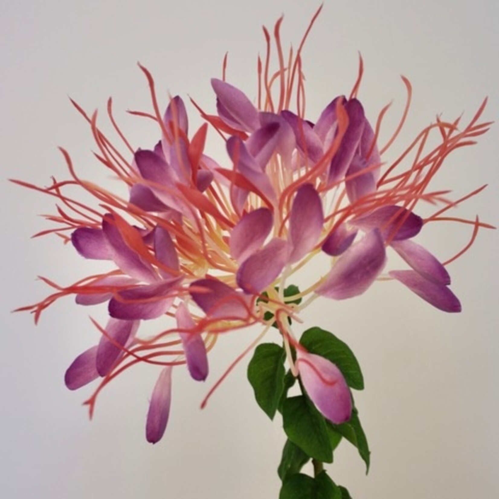 KATTENSNOR | FUCHSIA | 85 CM