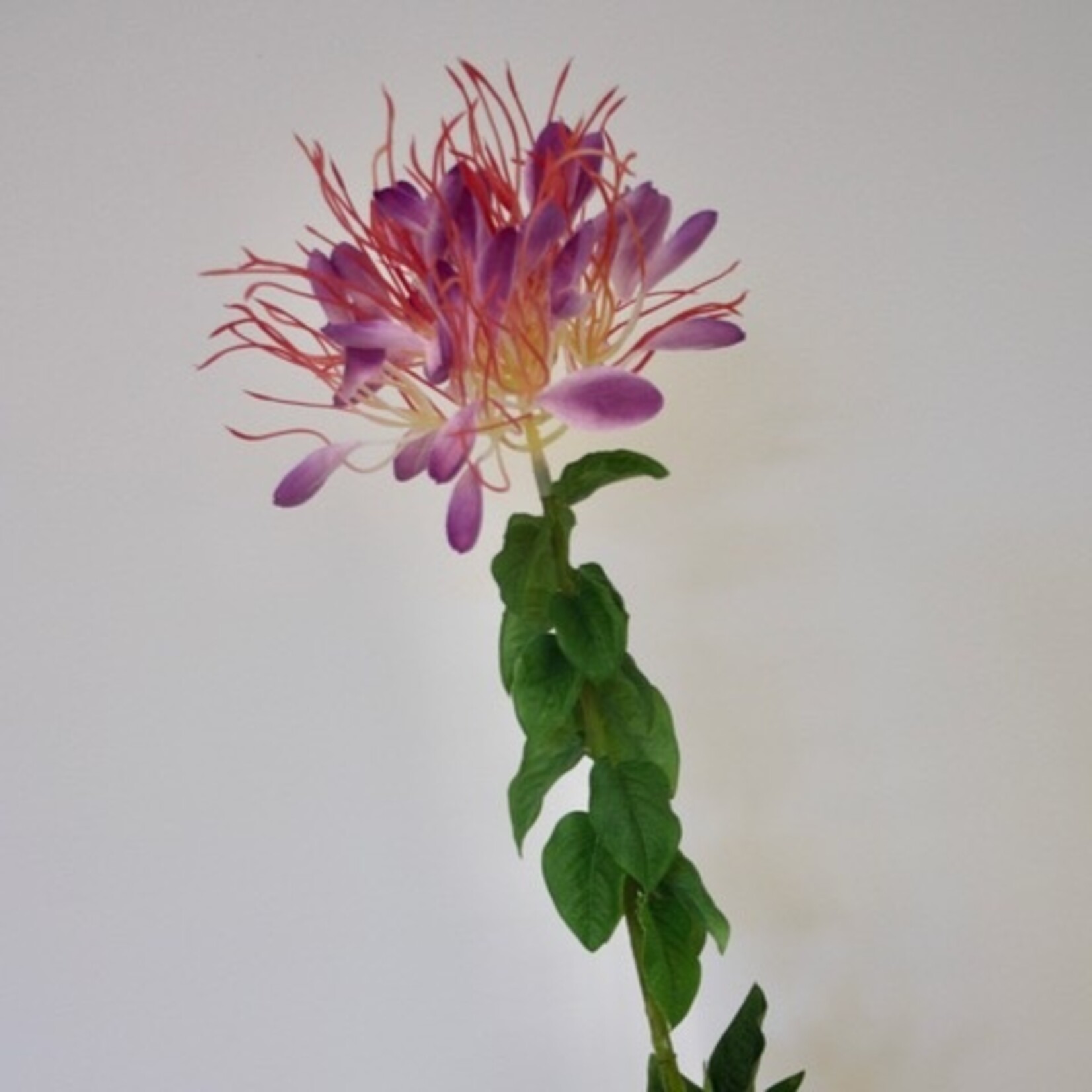 KATTENSNOR | FUCHSIA | 85 CM