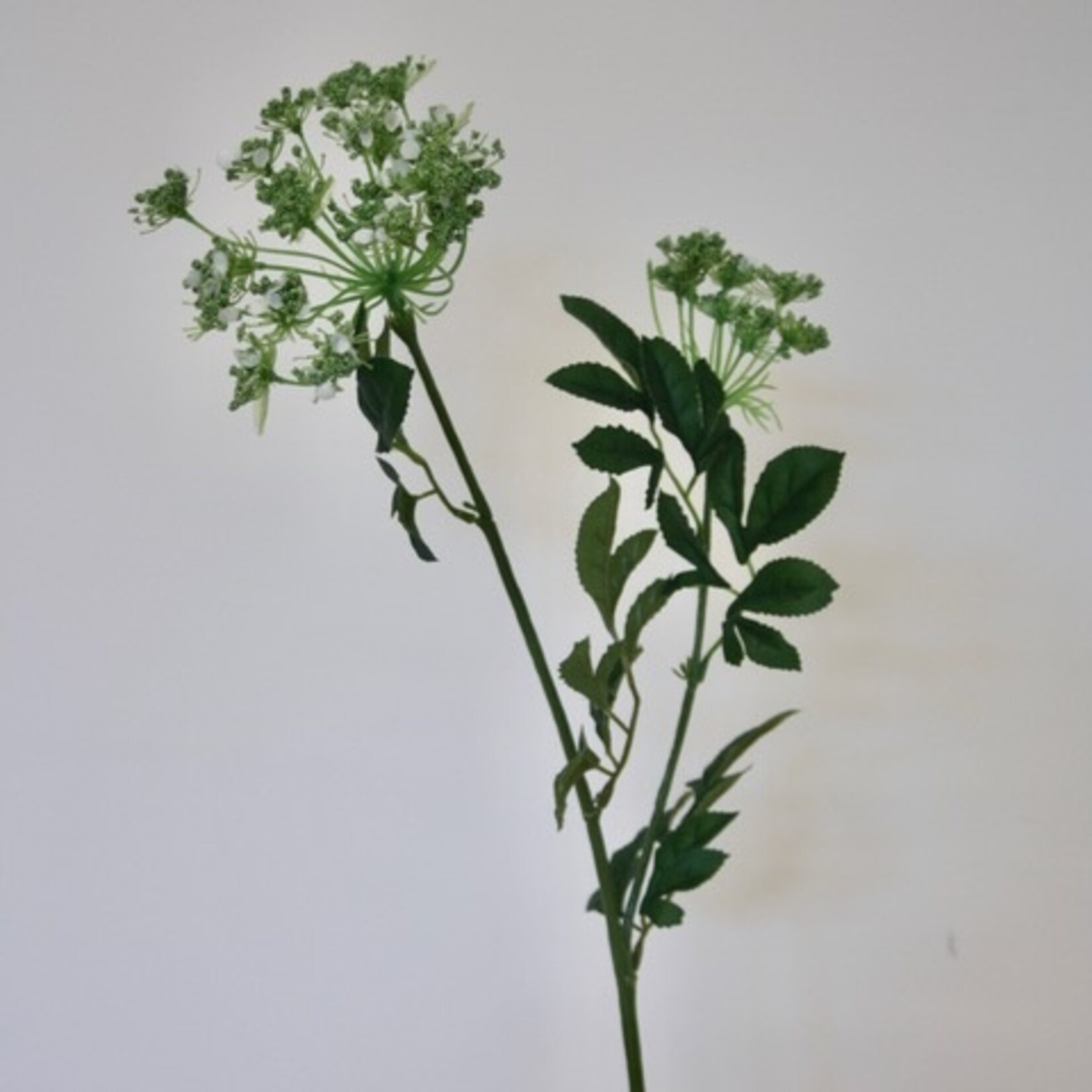 DILL | WHITE | 75 CM