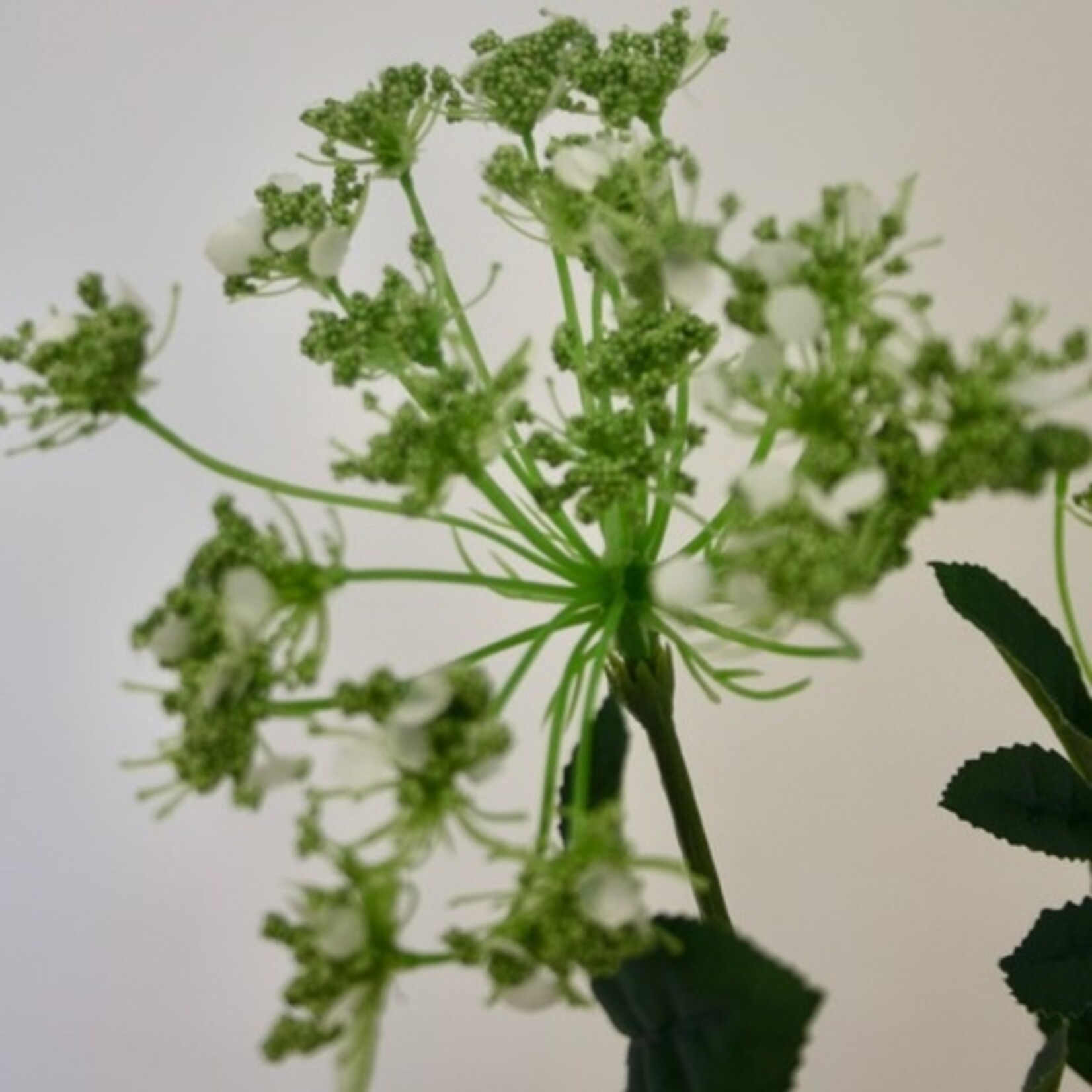 DILL | WHITE | 75 CM