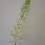 EREMURUS | WIT | 106 CM