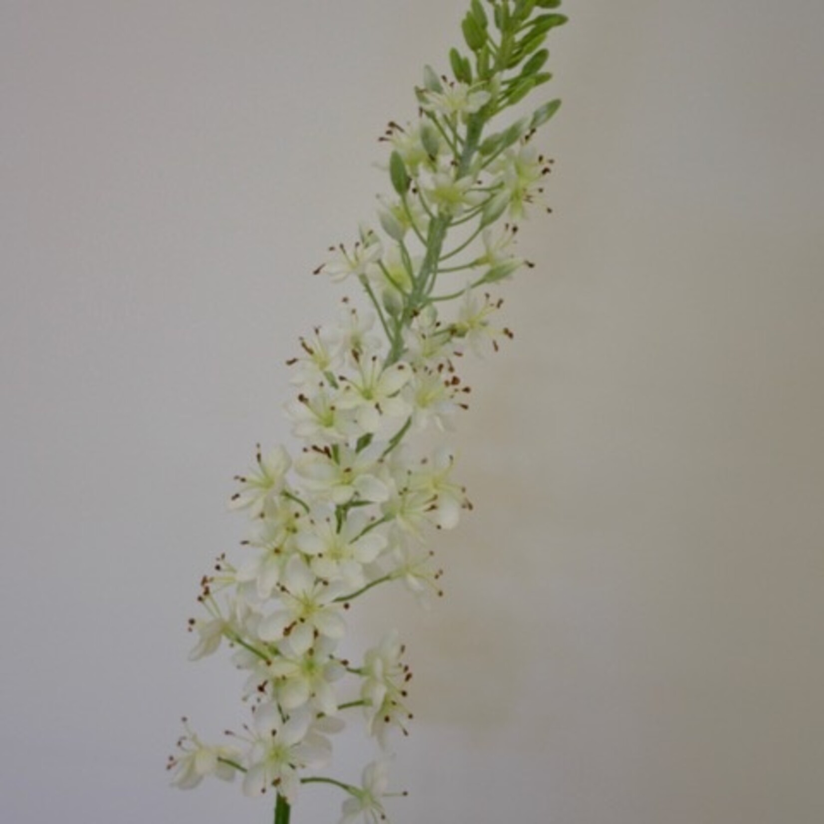 EREMURUS HIMALAICUS | WHITE | 106 CM