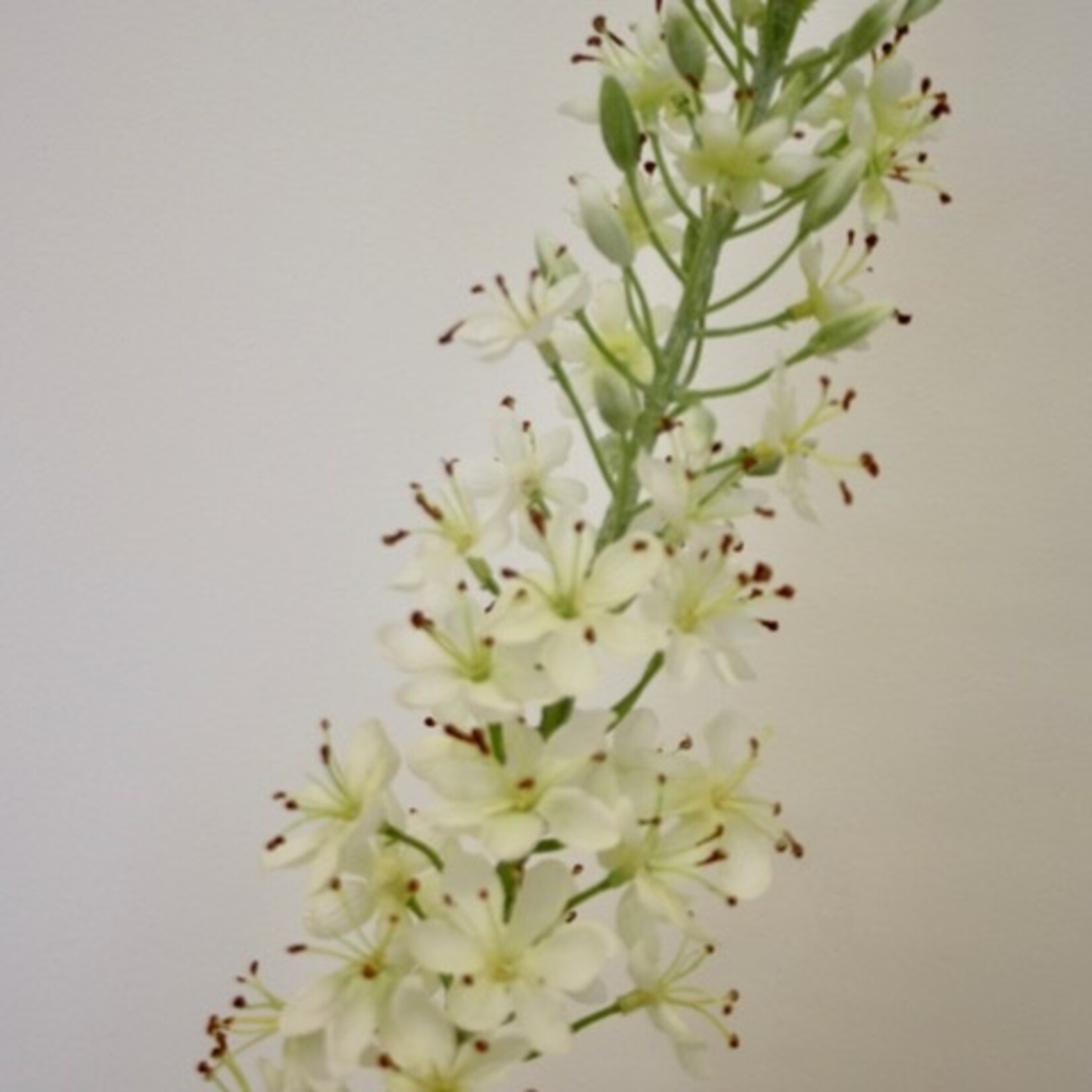 EREMURUS HIMALAICUS | WHITE | 106 CM
