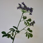 DILLE | PAARS | 75 CM