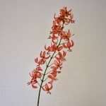 LILY | PEACH | 112 CM