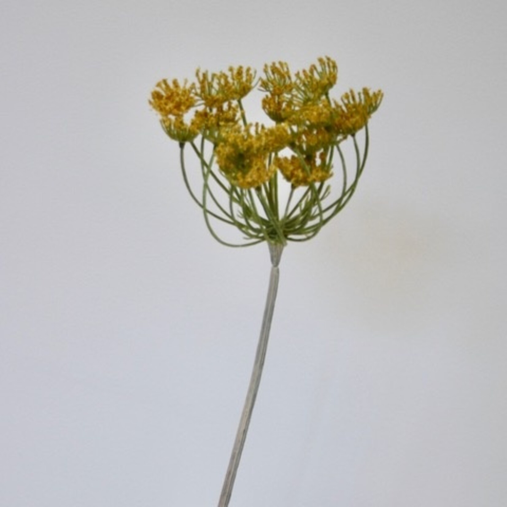 DILLE | GEEL | 72 CM