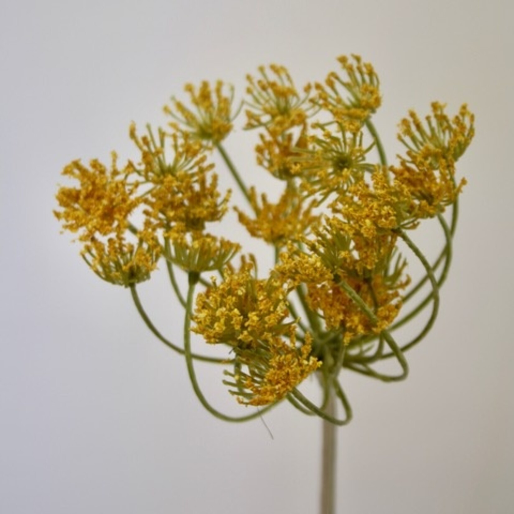 DILLE | GEEL | 72 CM