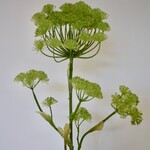 VENKEL | GROEN | 127 CM