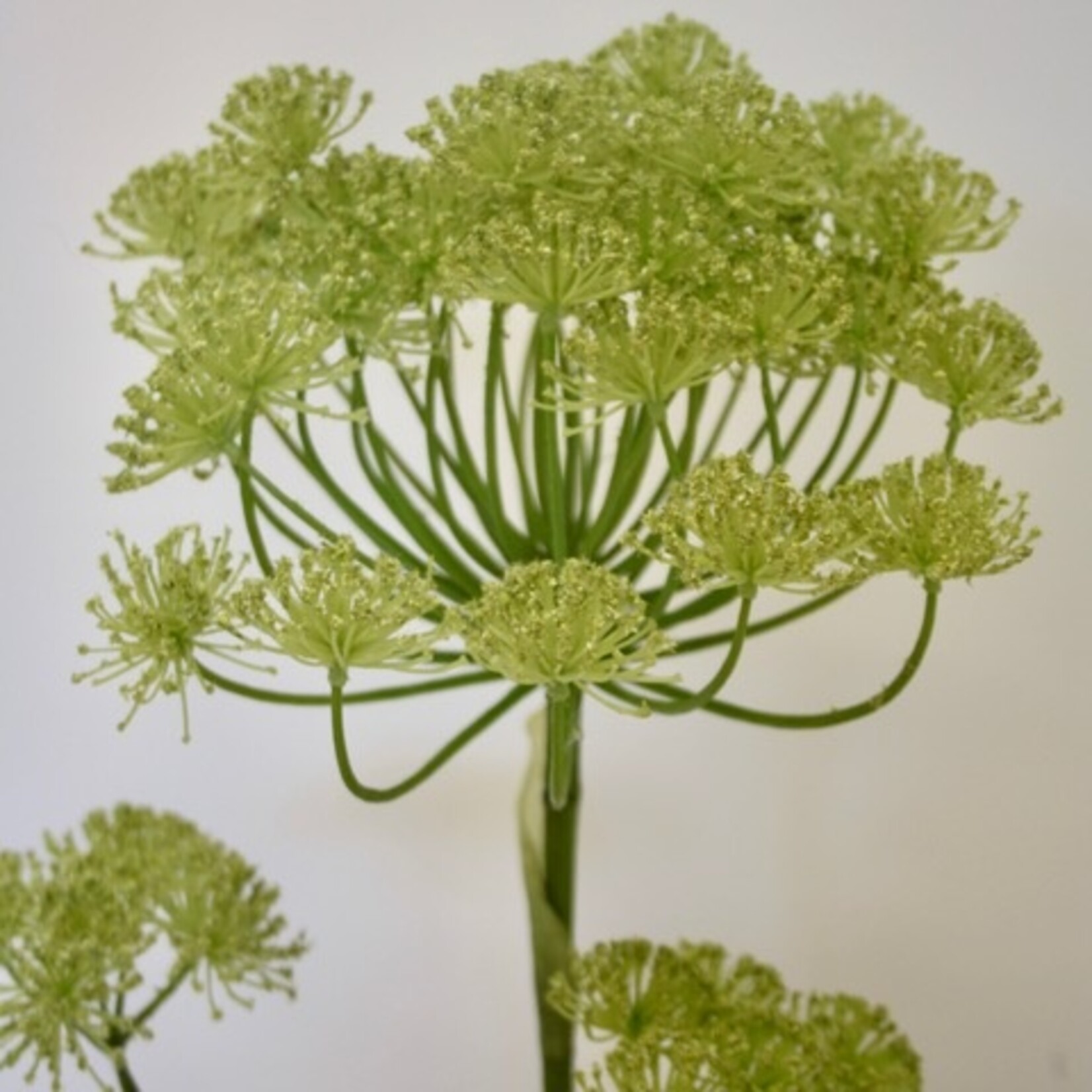 VENKEL | GROEN | 127 CM
