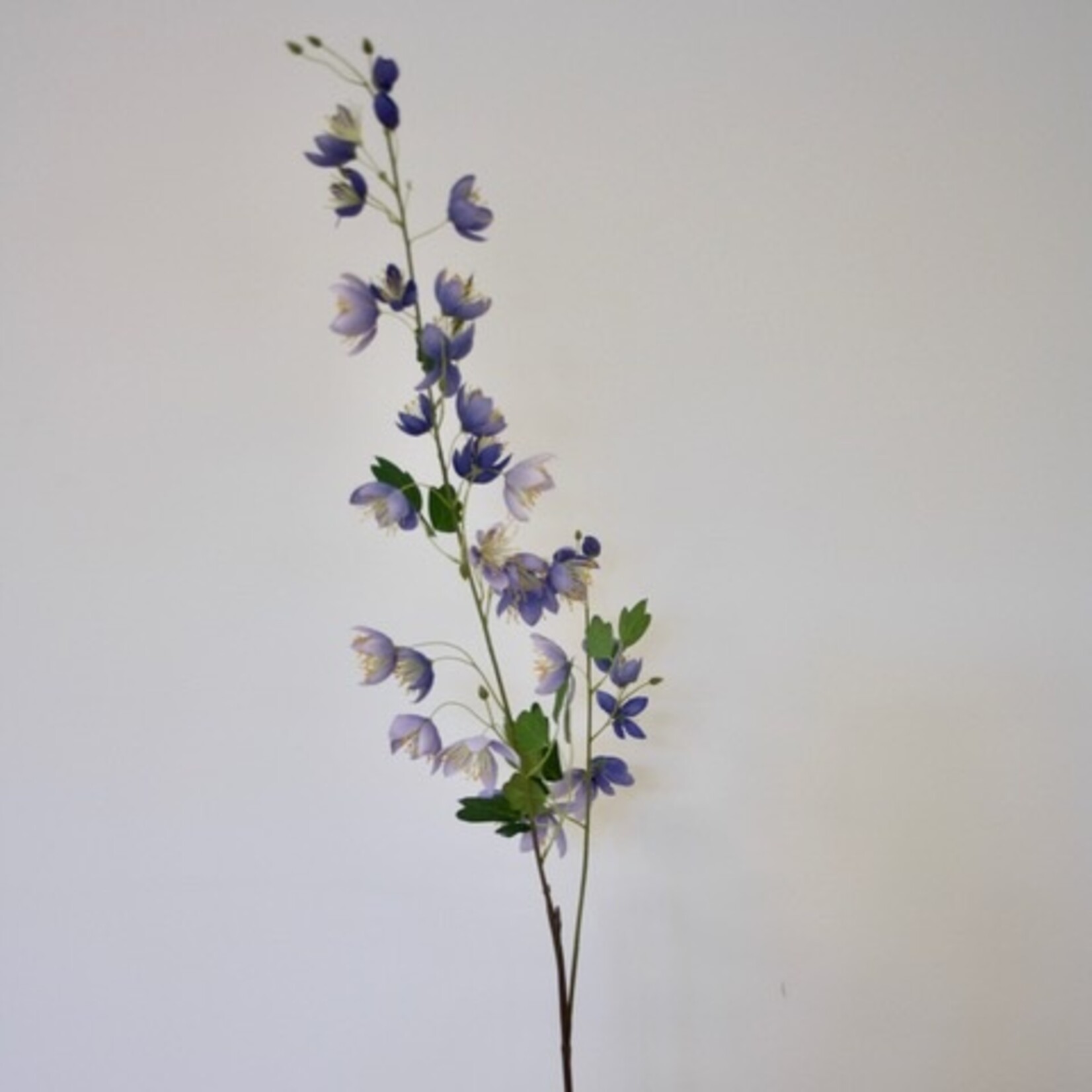 CHINESE RUIT SPLENDIDE | BLAUW |  105 CM