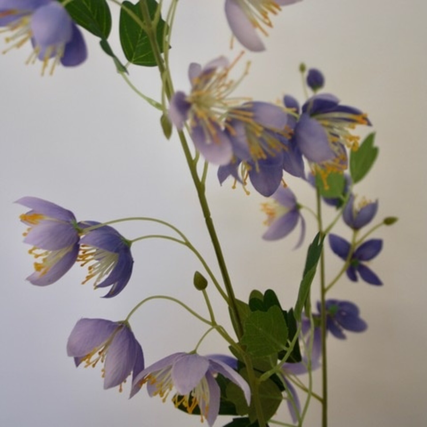 CHINESE RUIT SPLENDIDE | BLAUW |  105 CM