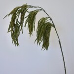 HANGING AMARANTHUS| BROWN | 90 CM