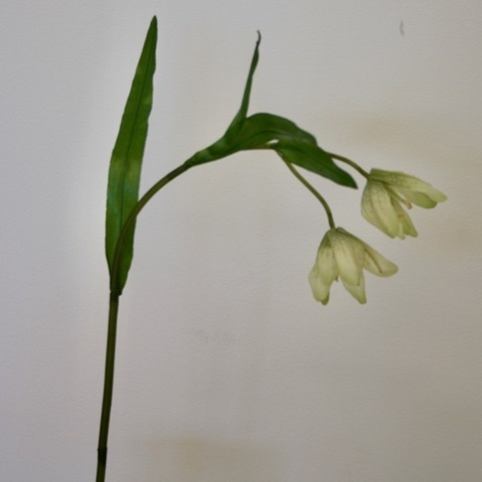FRITILLARIA | GROEN WIT | 50 CM