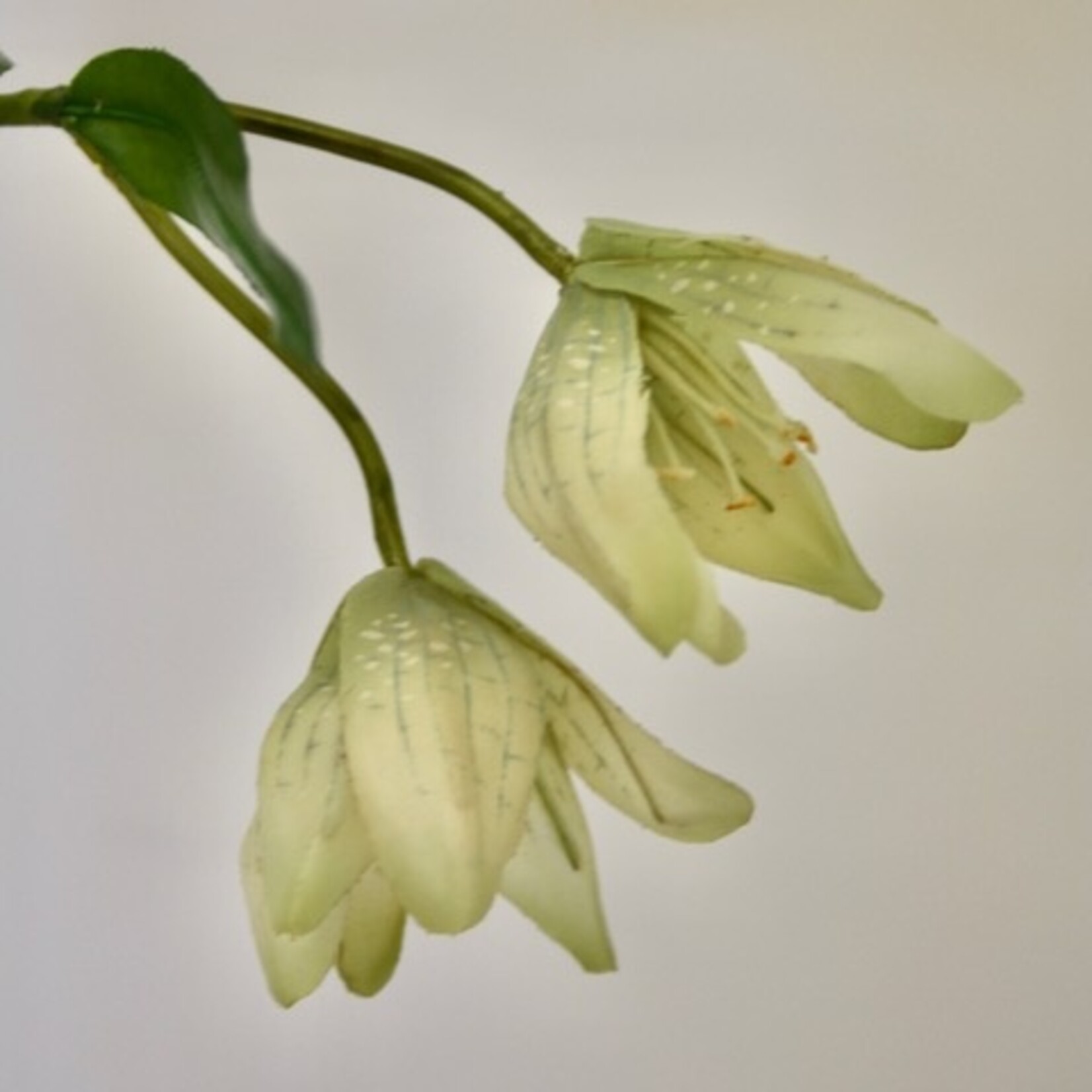 FRITILLARIA | GROEN WIT | 50 CM