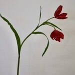 FRITILLARIA | FUCHSIA | 50 CM
