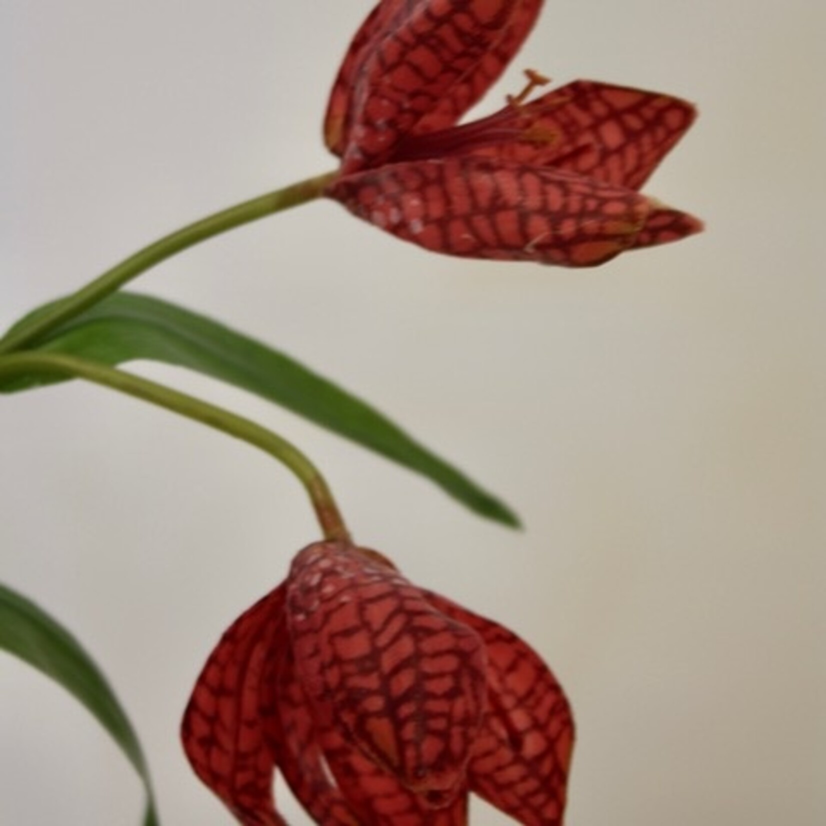 FRITILLARIA SPRING BELLS | FUCHSIA| 50 CM