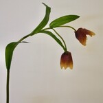 FRITILLARIA | MAUVE GEEL | 50 CM
