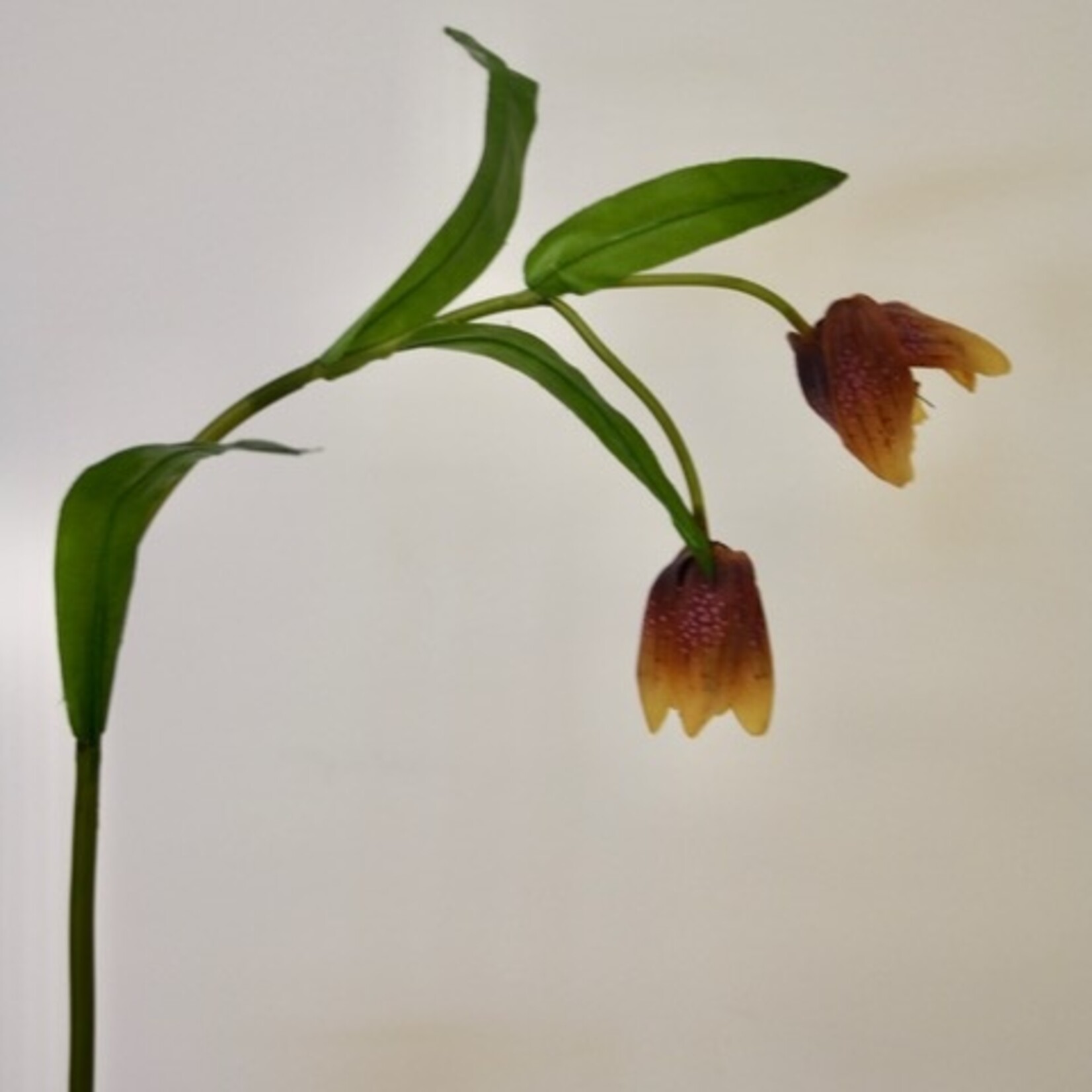 FRITILLARIA | MAUVE GEEL | 50 CM