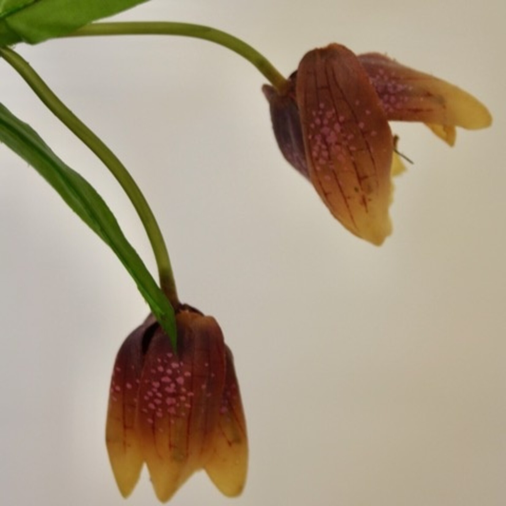 FRITILLARIA | MAUVE GEEL | 50 CM