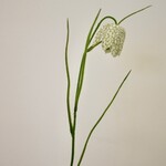 FRITILLARIA | WHITE | 45 CM