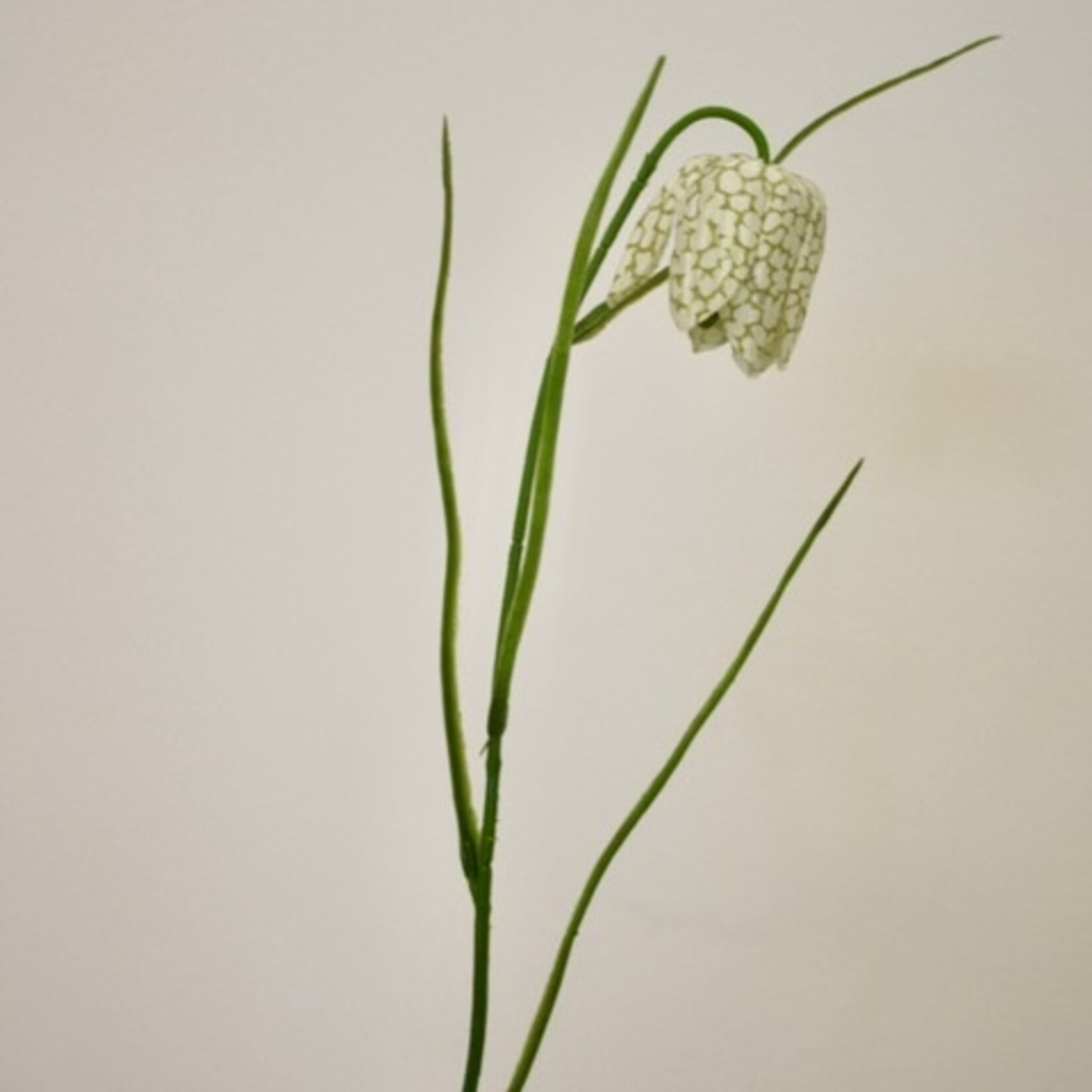 FRITILLARIA ALBA | WIT | 45 CM