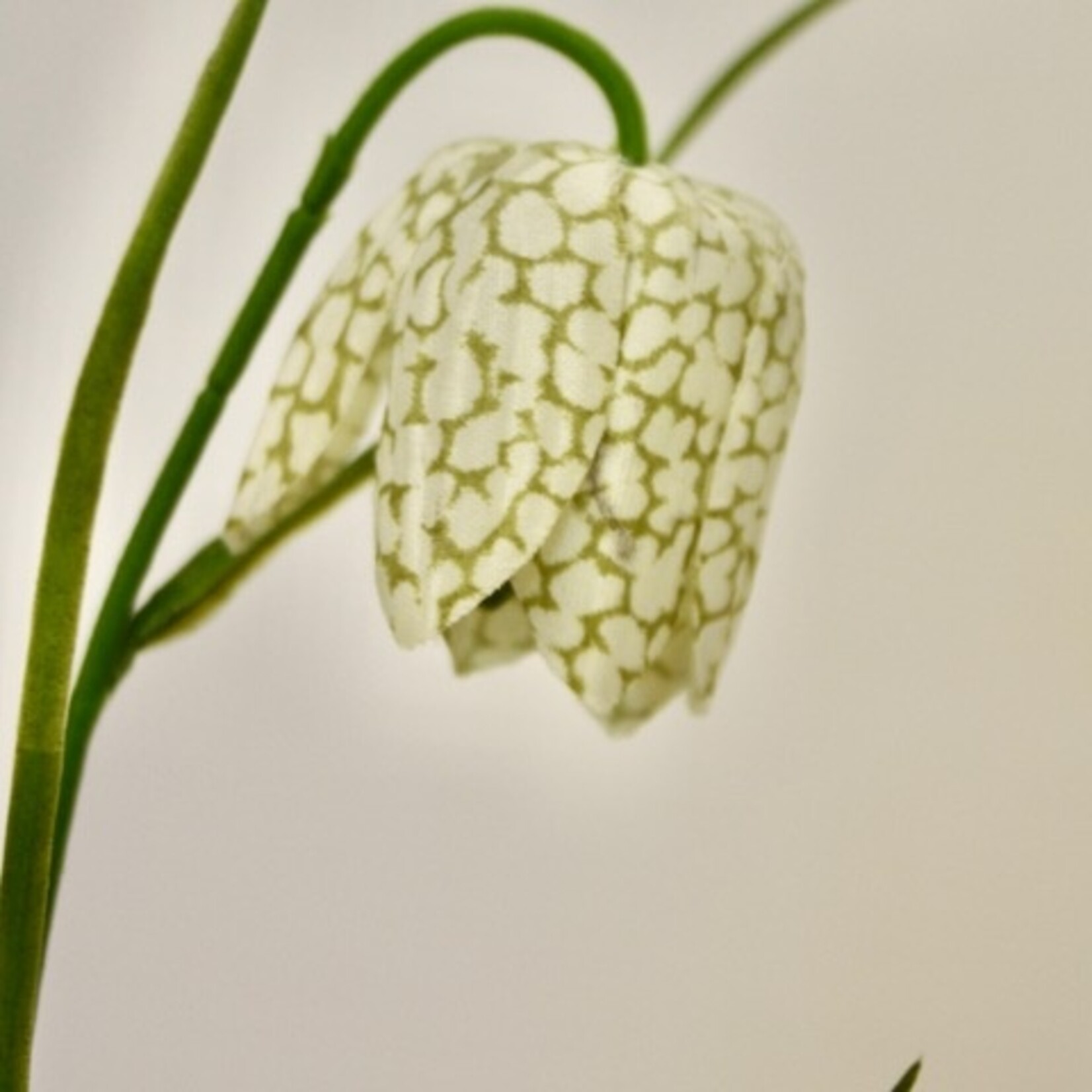FRITILLARIA ALBA | WIT | 45 CM