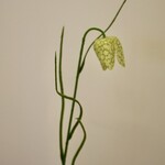 FRITILLARIA | GREEN | 45 CM