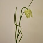 FRITILLARIA | GROEN | 45 CM