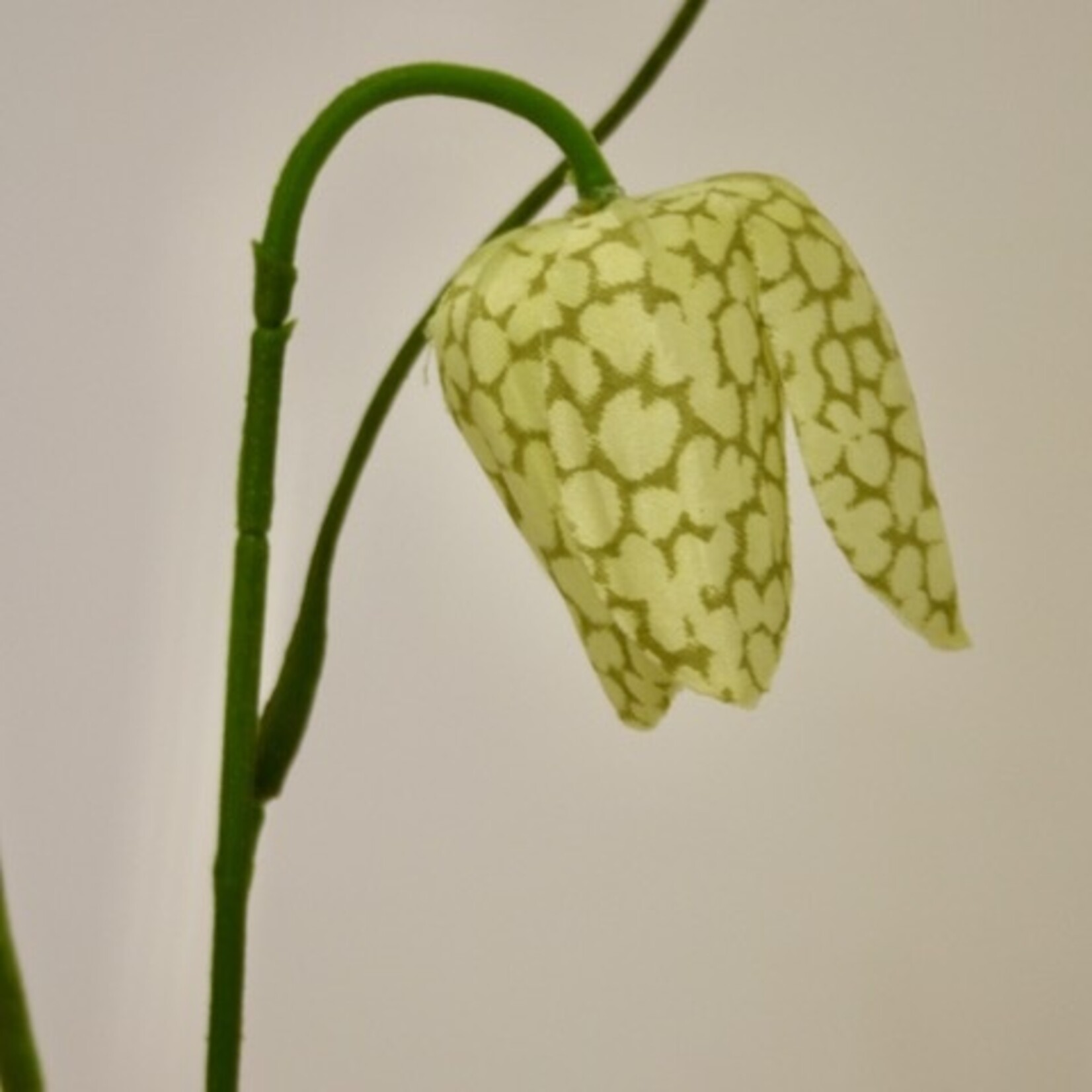 FRITILLARIA ALBA | GROEN | 45 CM