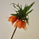 CROWN IMPERIAL | ORANGE | 73 CM