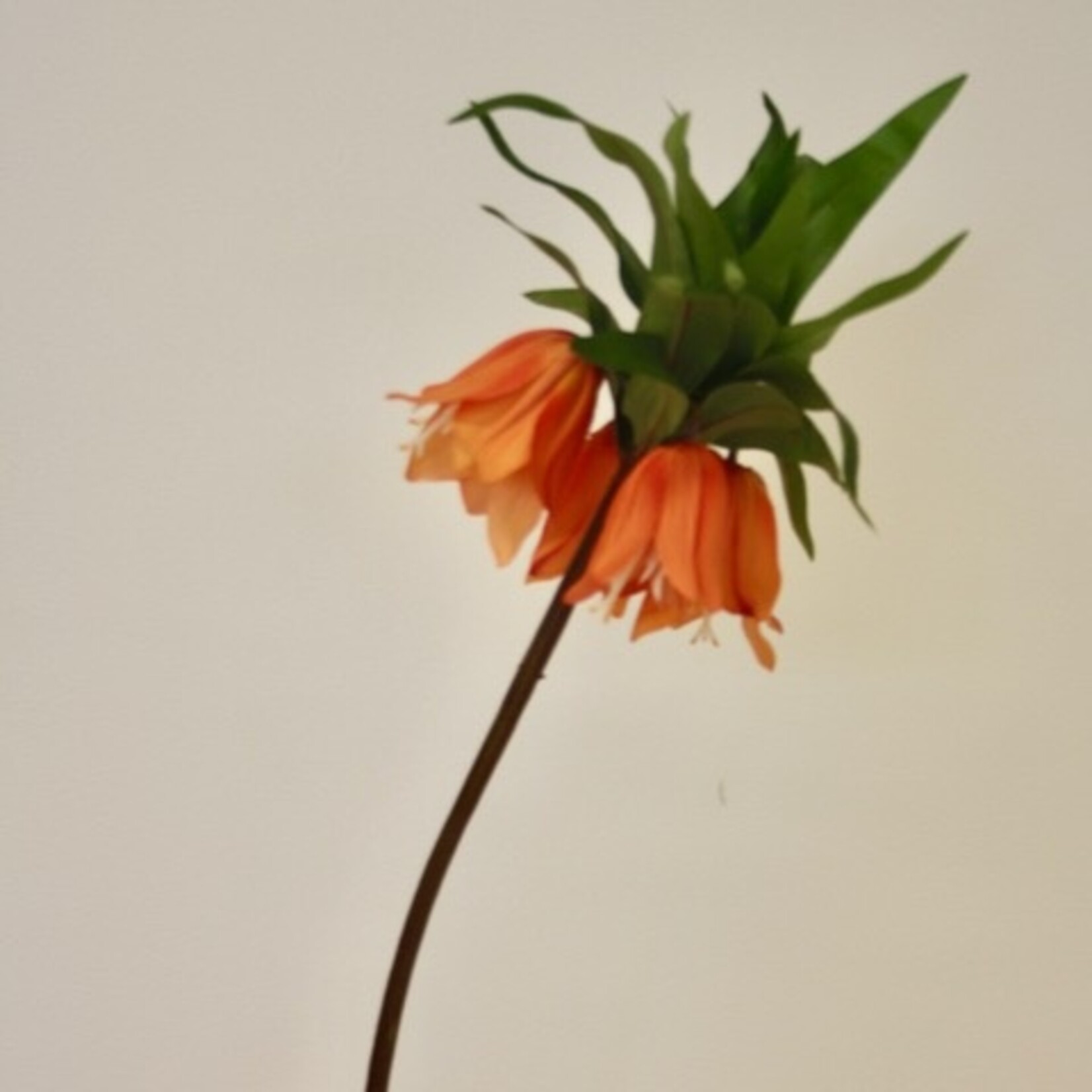 CROWN IMPERIAL | ORANGE | 73 CM