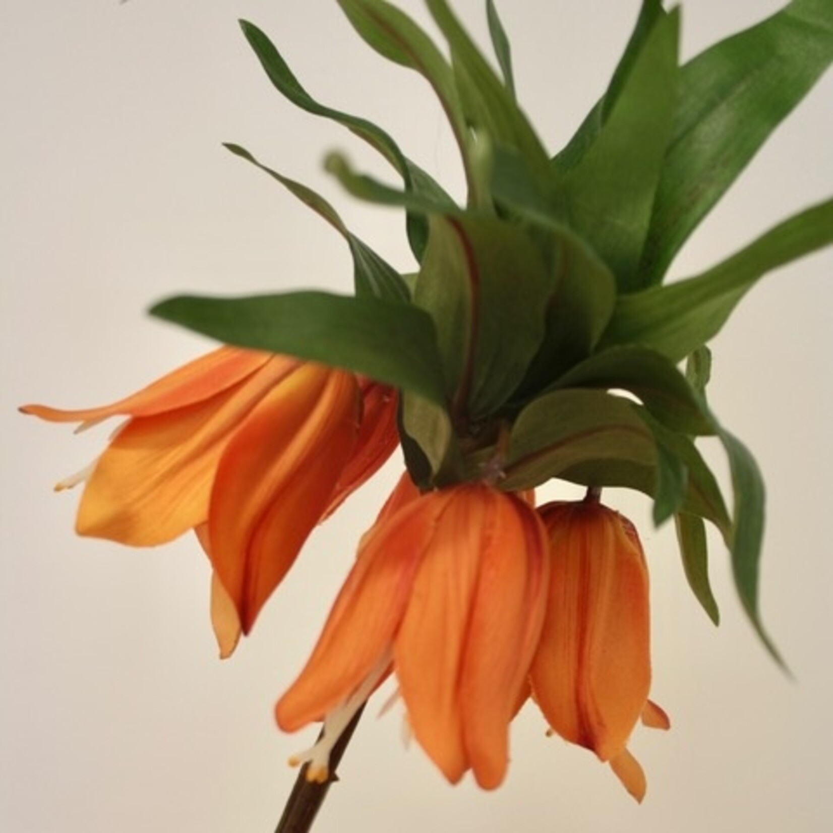 KEIZERSKROON | ORANJE | 73 CM