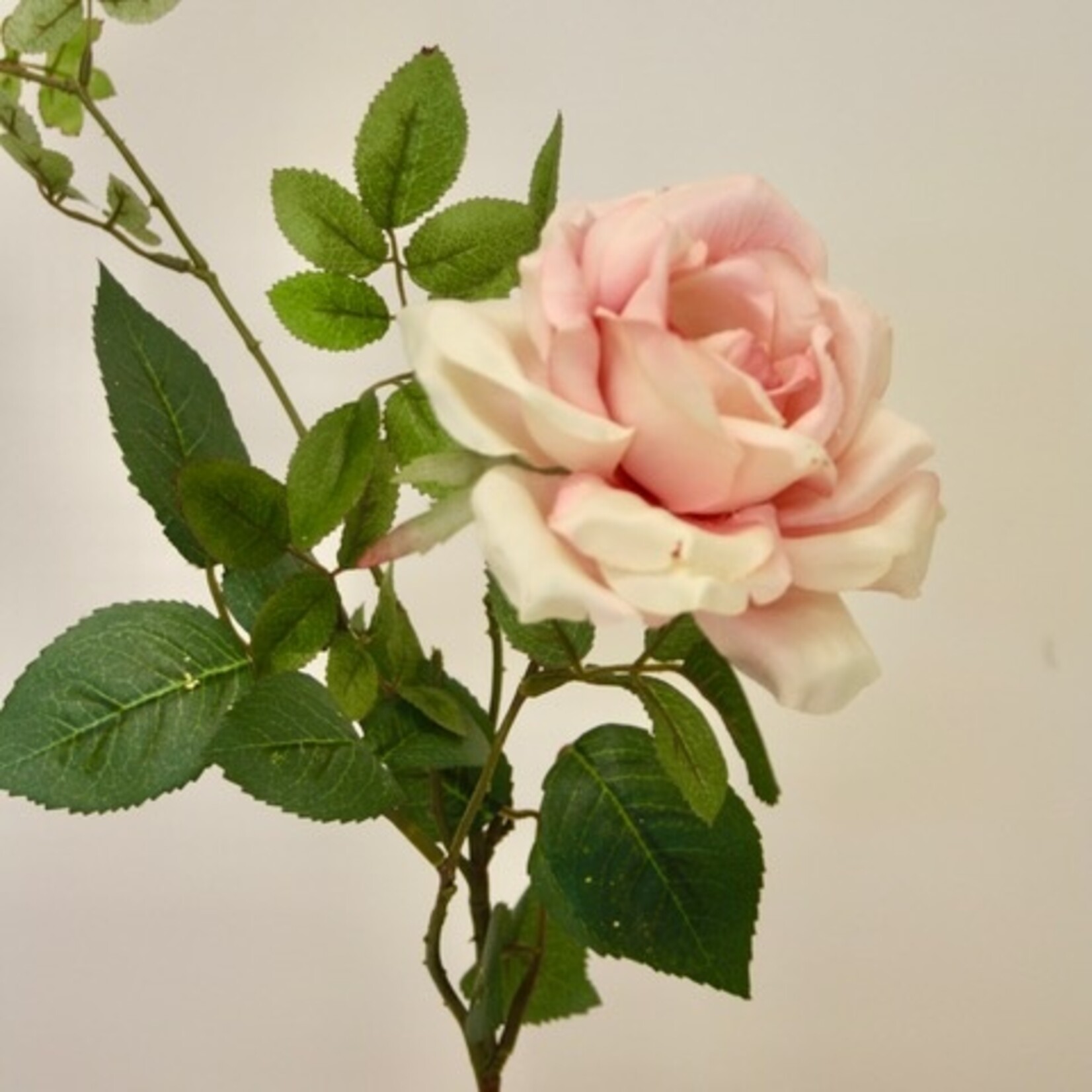 ROOS GRANDIFLORA | ZACHT ROZE | 75 CM