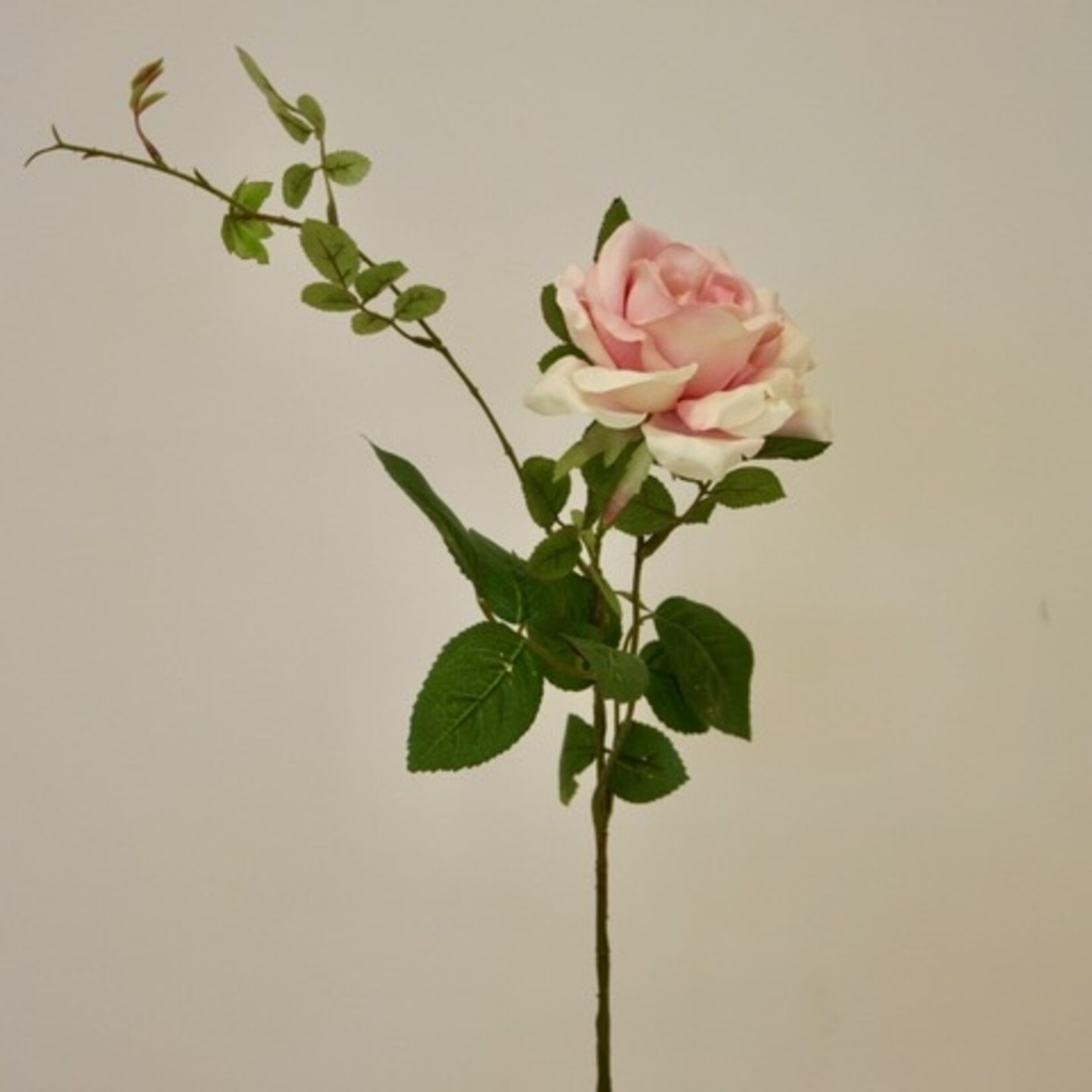 ROOS GRANDIFLORA | ZACHT ROZE | 75 CM
