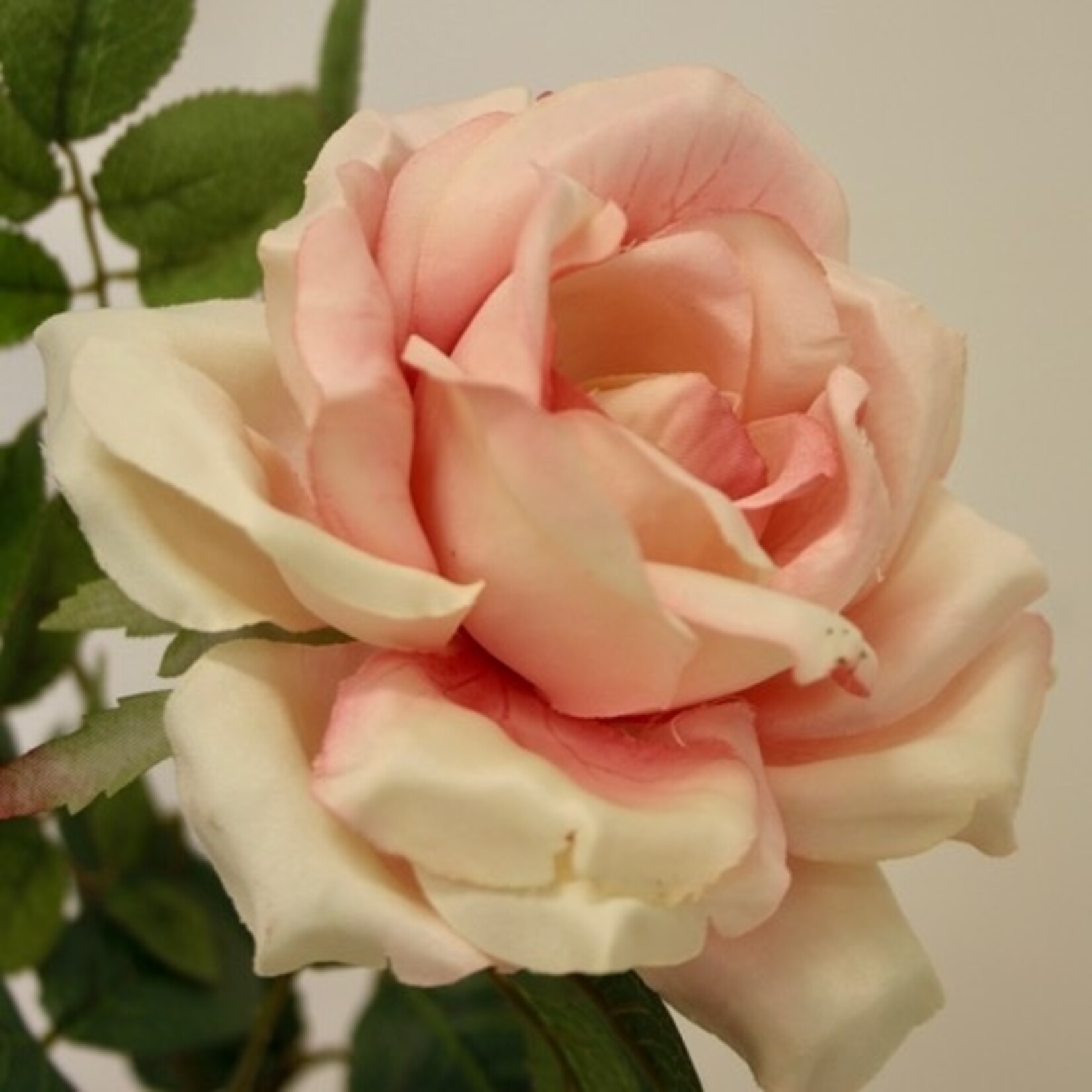 ROSE GRANDIFLORA | SOFT PINK | 75 CM