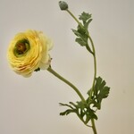 RANUNCULUS | YELLOW | 68 CM