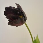 TULP | BORDEAUX | 62 CM