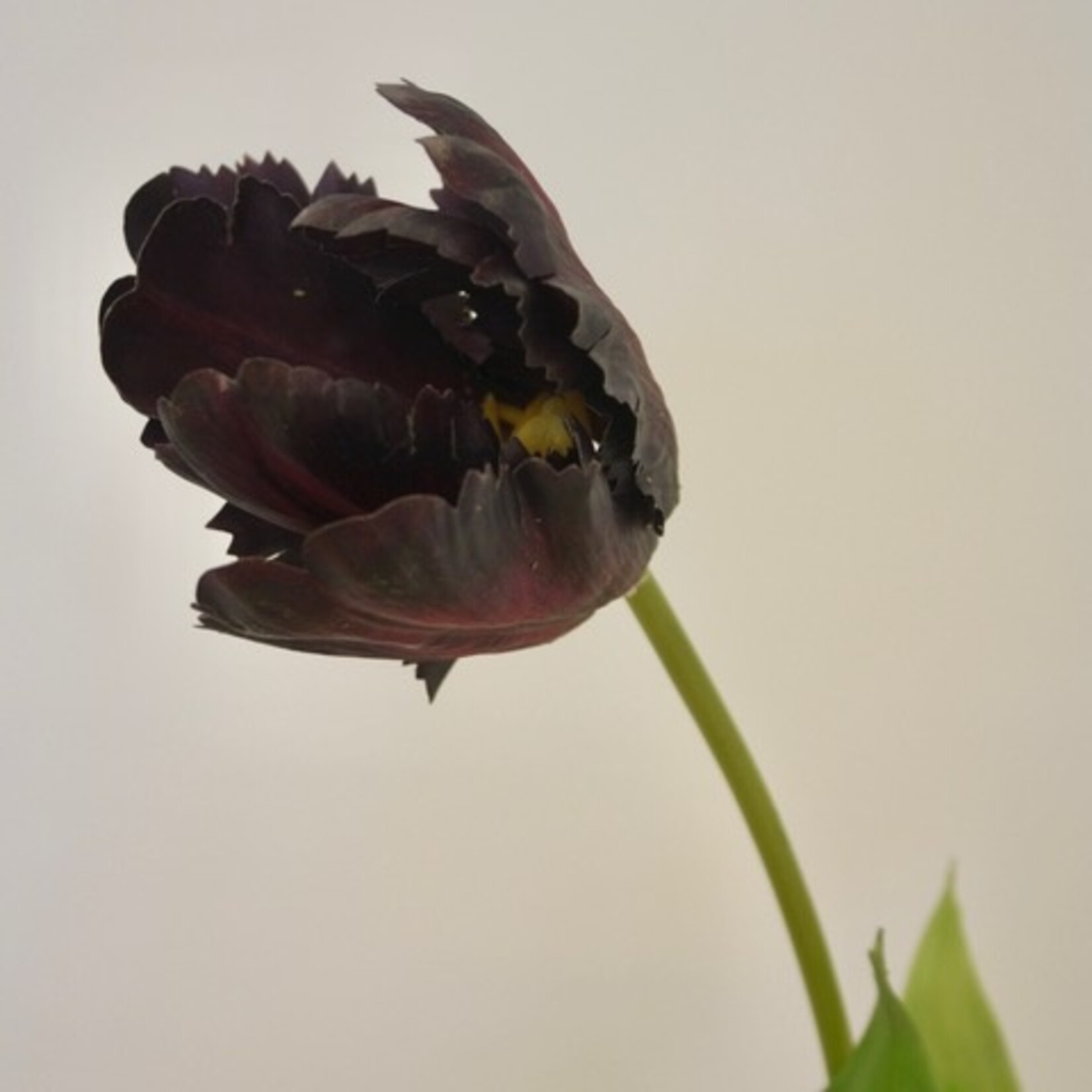 TULP BLACK HERO | BORDEAUX | 62 CM