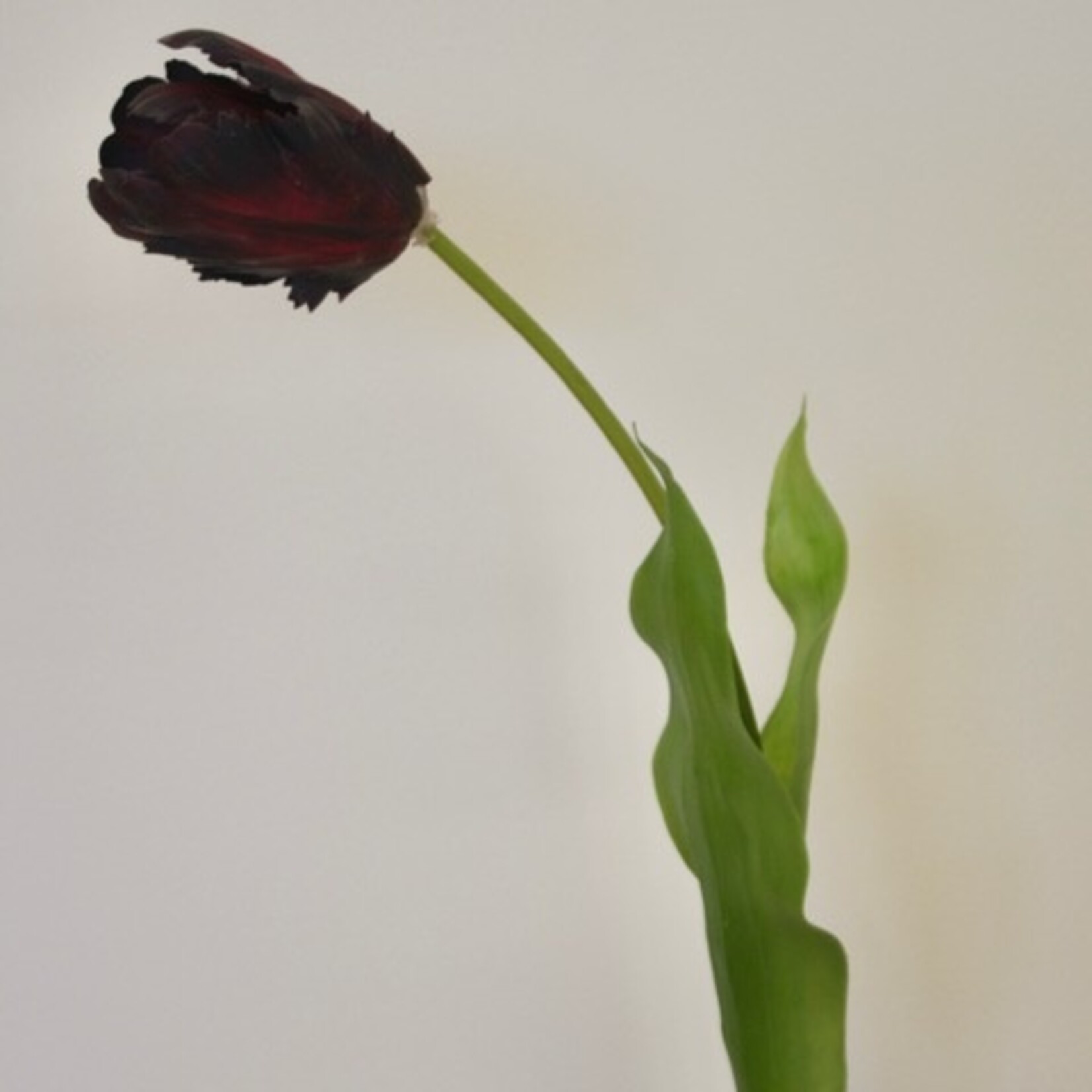 TULP BLACK HERO | BORDEAUX | 62 CM