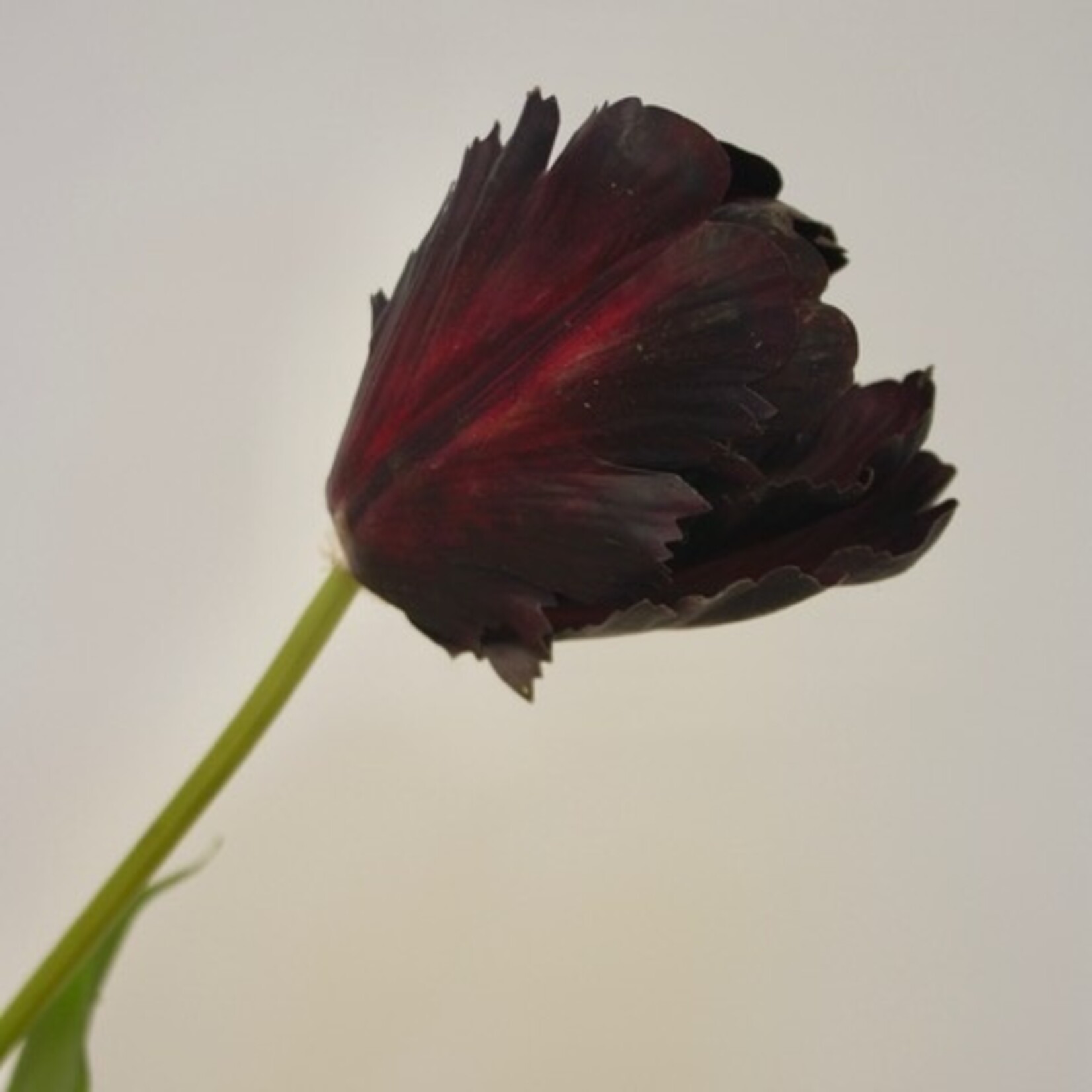 TULP BLACK HERO | BORDEAUX | 62 CM