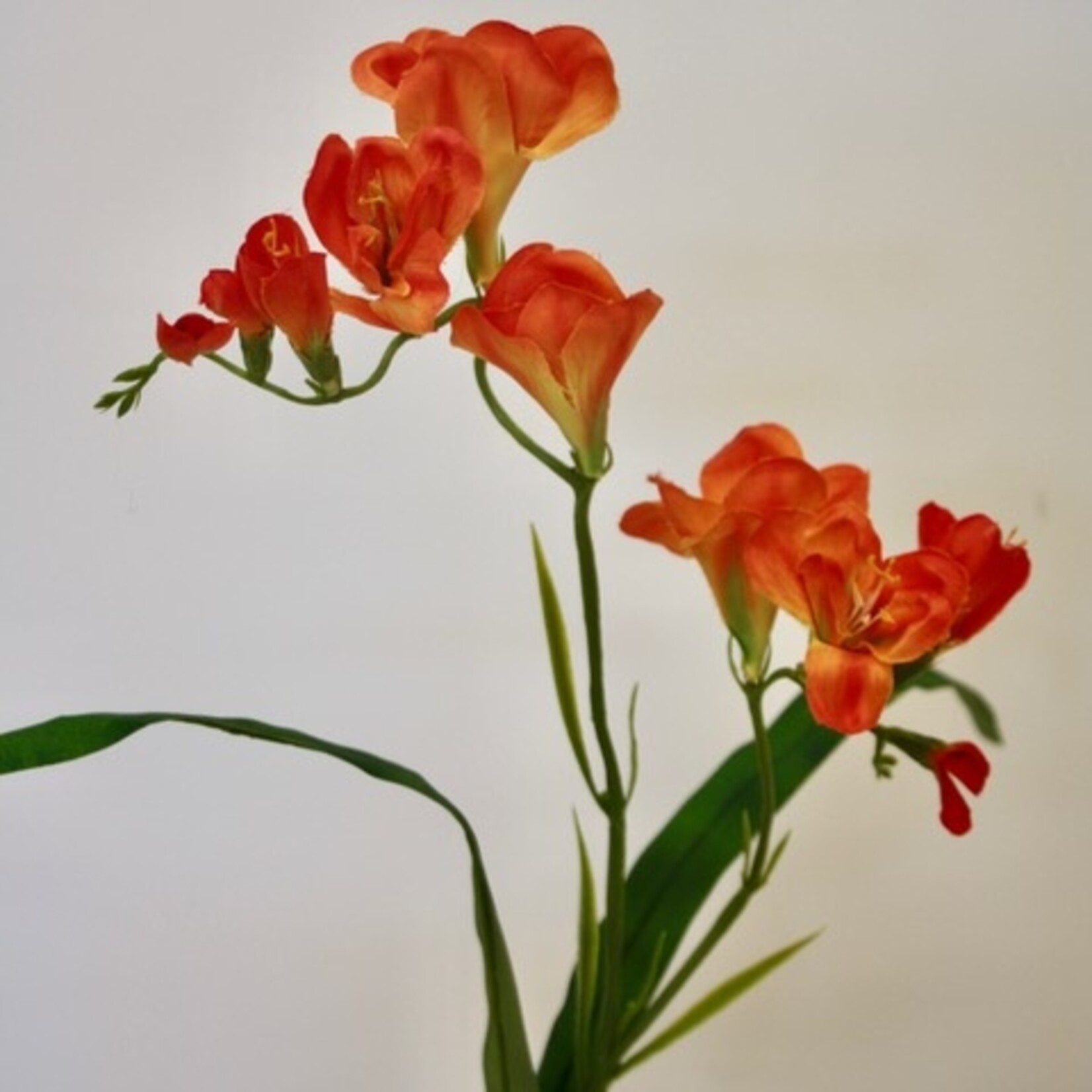 FREESIA | ORANGE | 66 CM