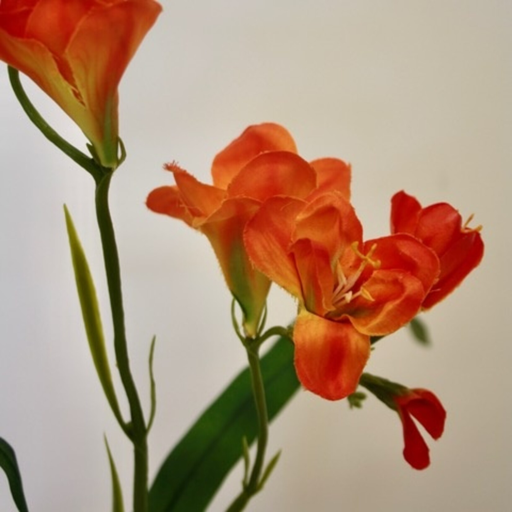 FREESIA | ORANJE | 66 CM