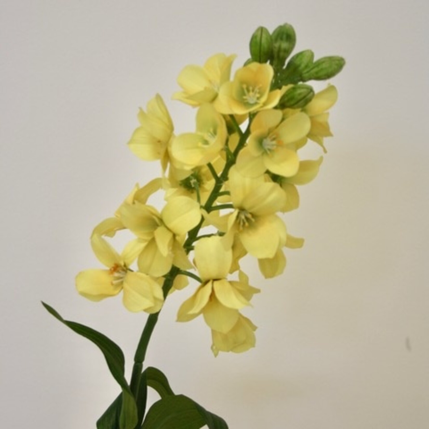 FRITILLARIA | YELLOW | 69 CM