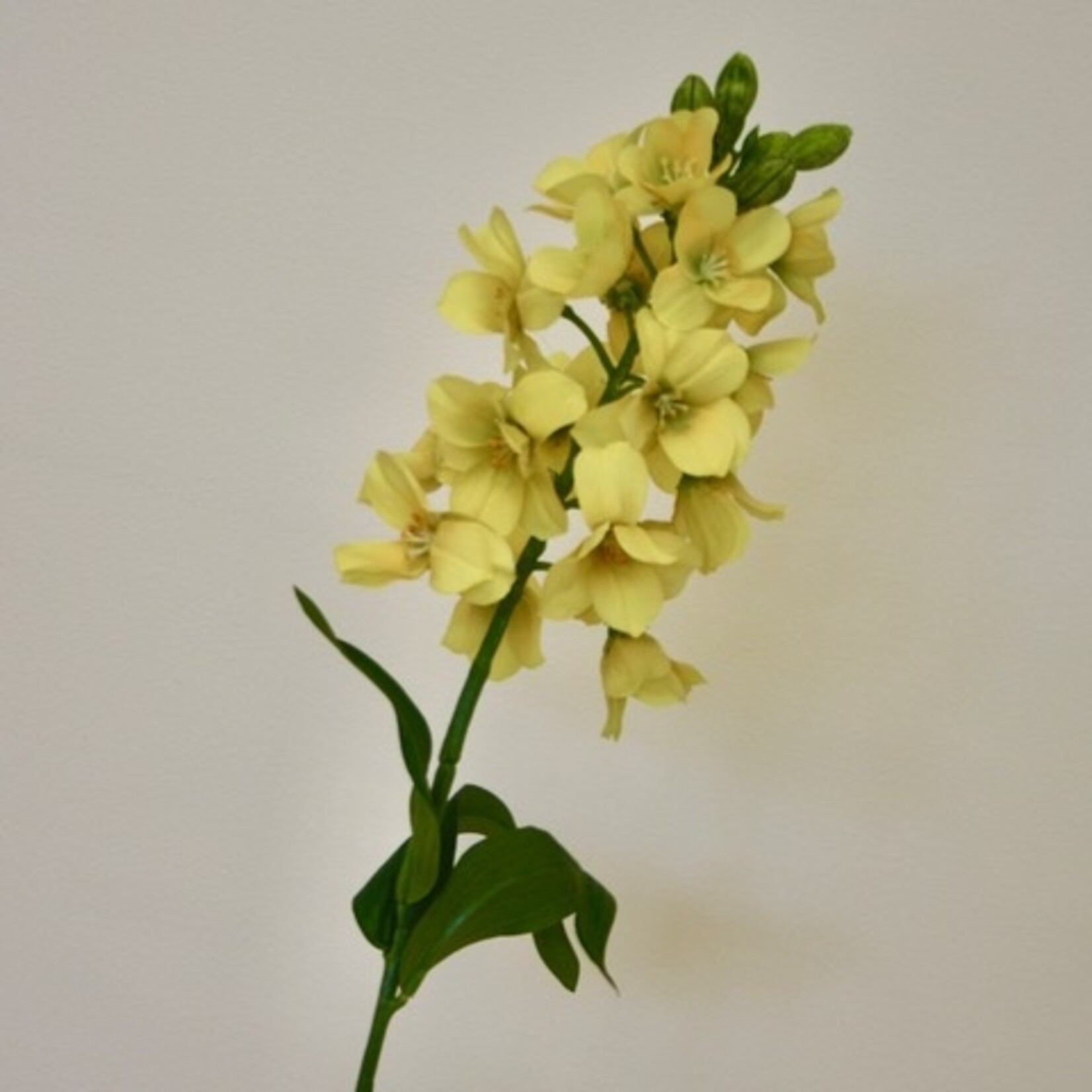 FRITILLARIA | YELLOW | 69 CM