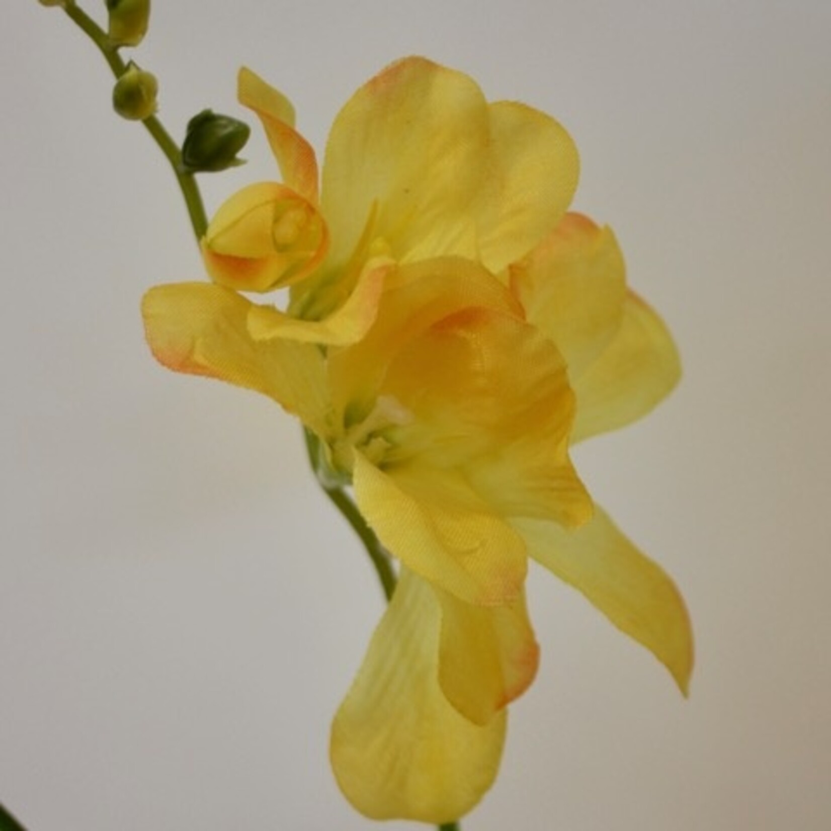 FREESIA YVONNE | GEEL | 66 CM