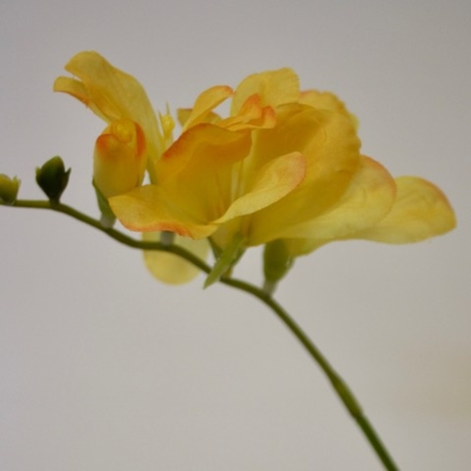 FREESIA YVONNE | YELLOW | 66 CM