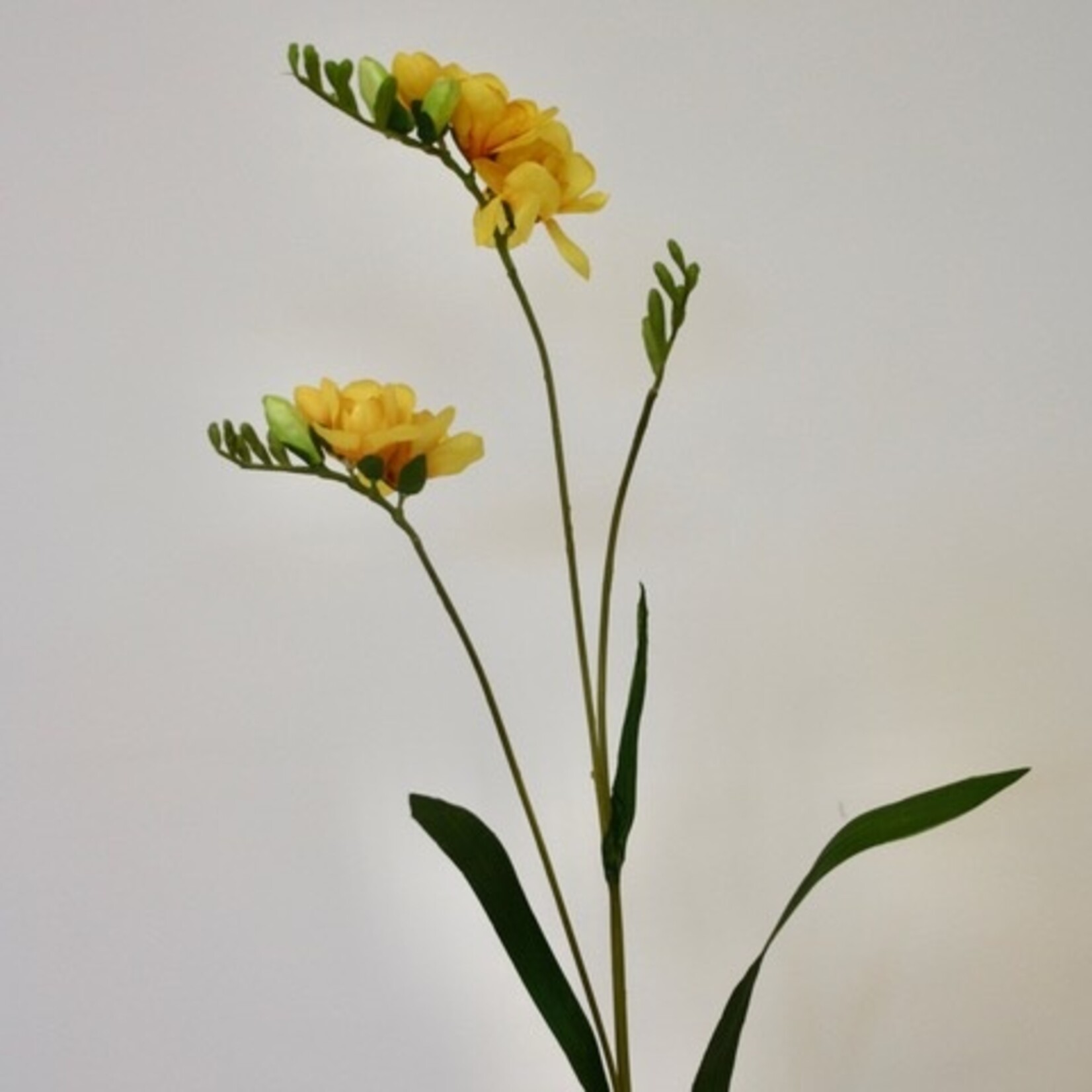 FREESIA DOUBLE | YELLOW | 88 CM